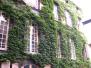  lierre sur une façade